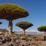 Dijuluki Pulau Dajjal dan Pulau Alien, Begini Potret Pulau Socotra