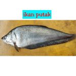 Usai Ikan Belida, Ikan Putak Kini Dilindungi Pemerintah Juga