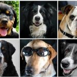 Anjing di Kota Palembang Bakal Dipasang Microchip
