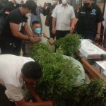 1000 Batang Ganja Barang Bukti Diamankan