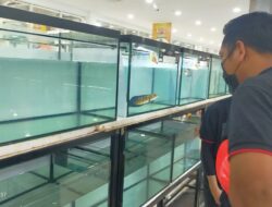 Bertajuk Balaputra Cup, Sriwijaya Snake Head Comunity Gelar Kontes Ikan Channa 