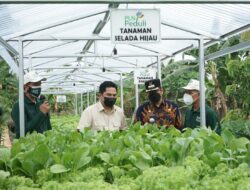 Sempat Ditinjau Erick Thohir, Program TJSL PLN Hidroponik Sako Baru Sukses Panen Puluhan Kilo