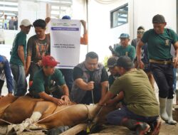Wujud Kepedulian Sosial, Pegadaian Sumbagsel Tingkatkan Jumlah Hewan Kurban Tahun 2026